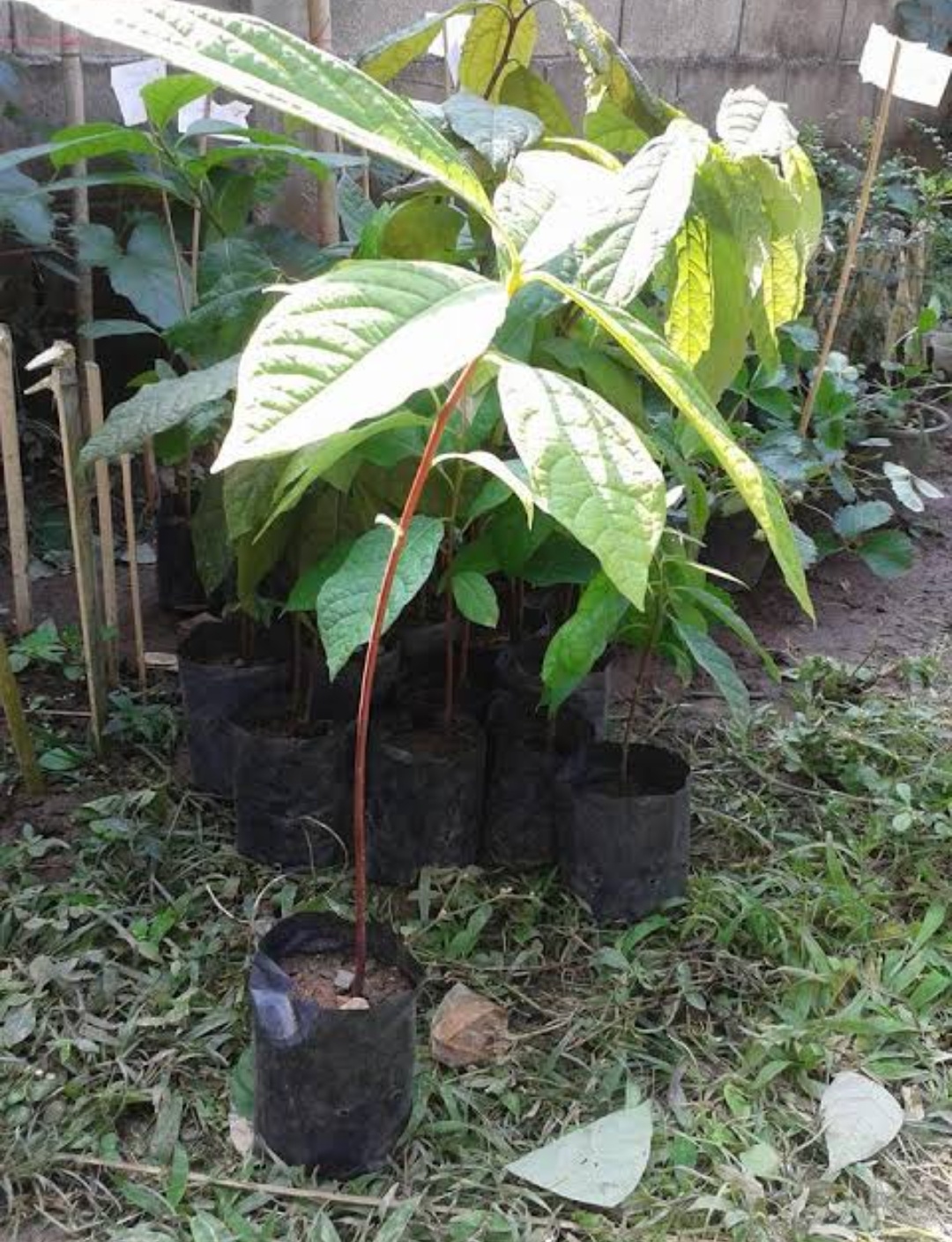 (1ต้น)(ขาย ต้นพันธุ์) ต้น อโวคาโด ไร้เมล็ด เวียดนาม ต้นอโวคาโด avocado พืชพันธุ์สร้างสวน