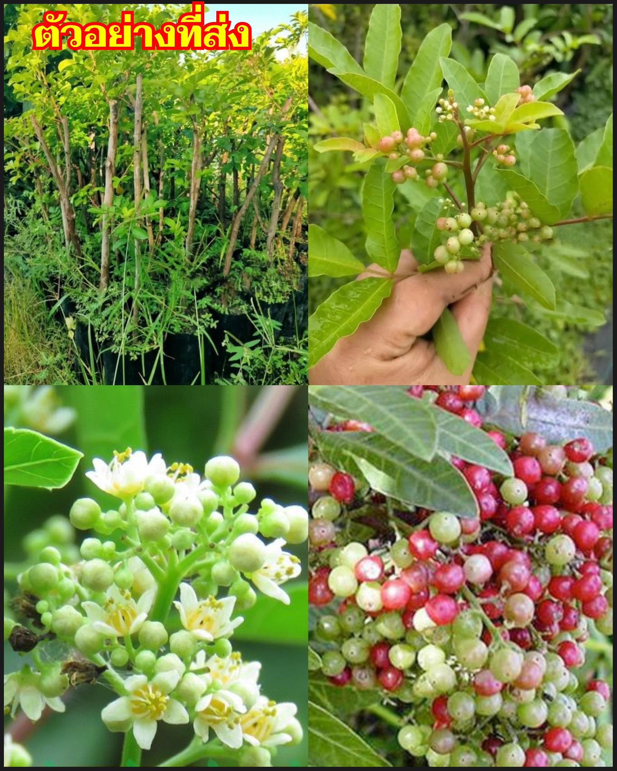 ต้น กิ่งตอน มะตูมซาอุ ต้นมะตูมซาอุ Brazilian Schinus terebinthifolia มะตูมแขก สะเดาบาห์เรน / tirawgnohp