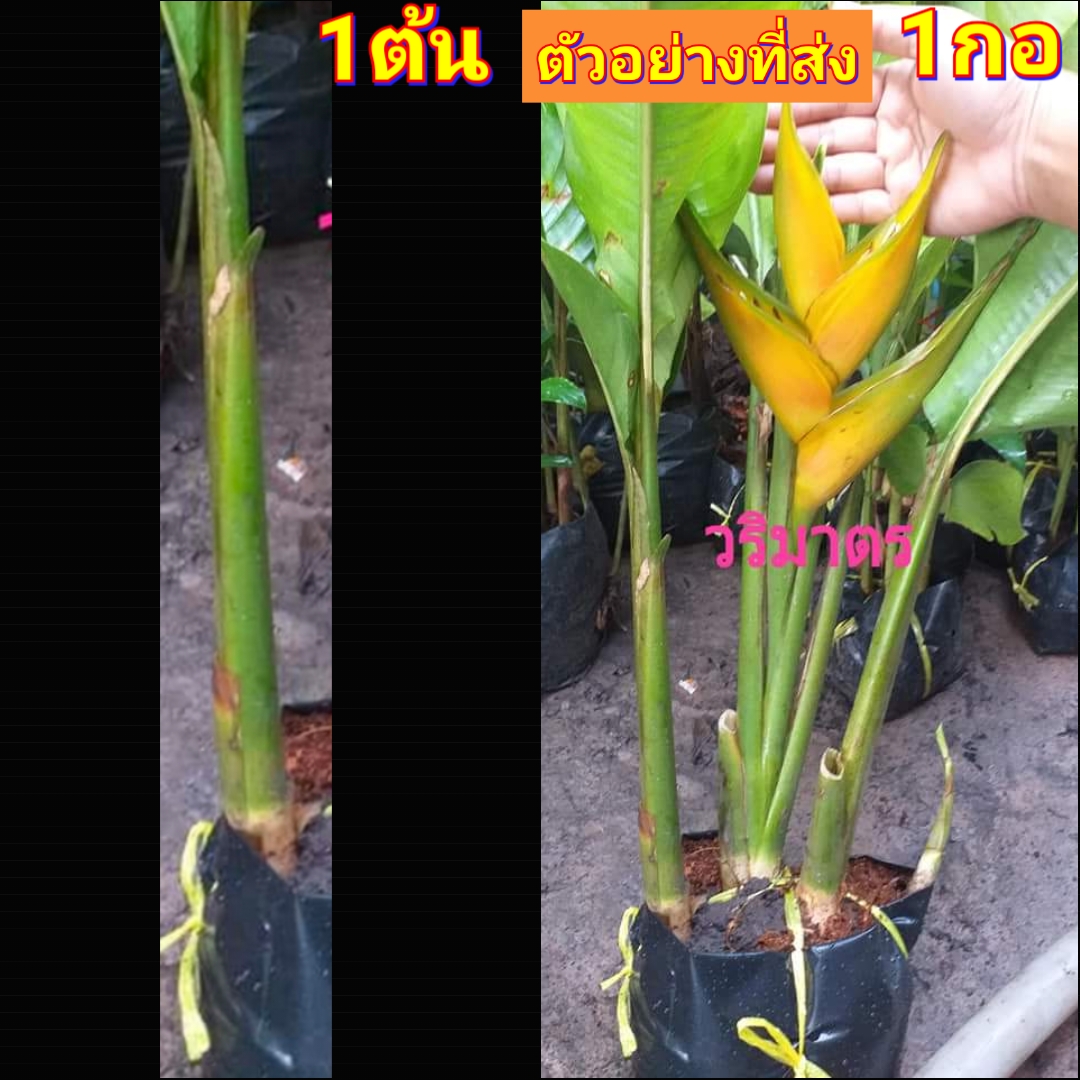 (1ต้น) ต้น ดอก เฮลิโคเนีย heliconia โดราโด้โกลด์ stricta dorado gold Tinutda