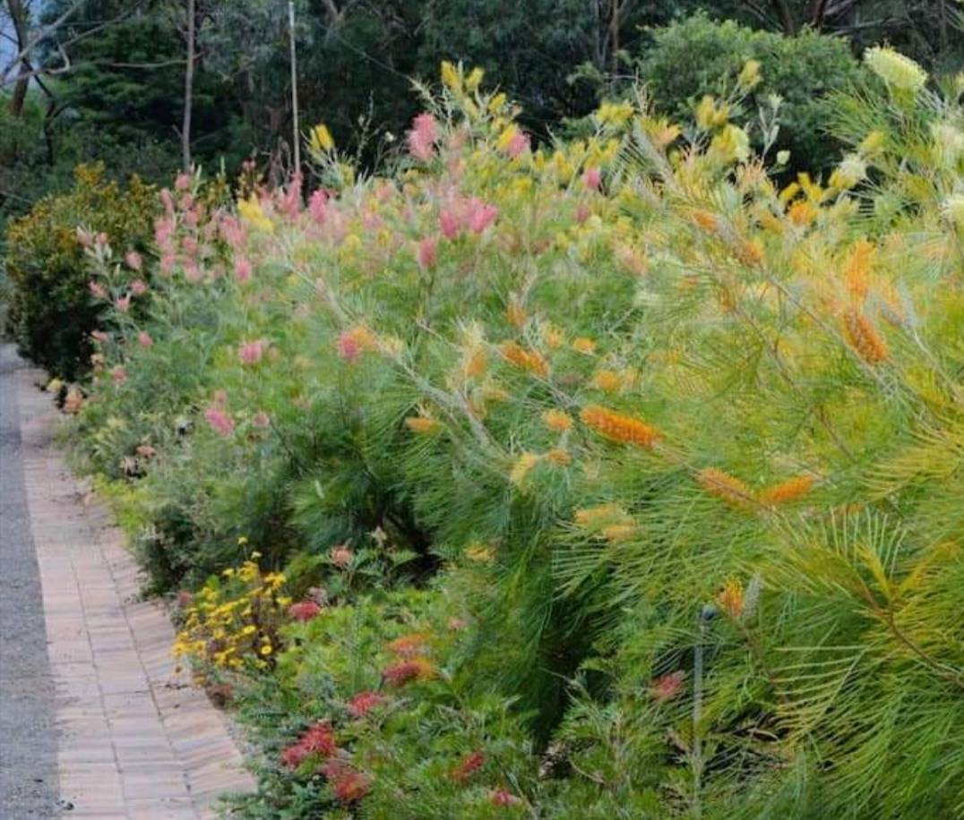 (1ต้น) สูง 80-100cm ตอนกิ่ง ตัน สนเกรวิลเลีย Grevillea Pink / fadel
