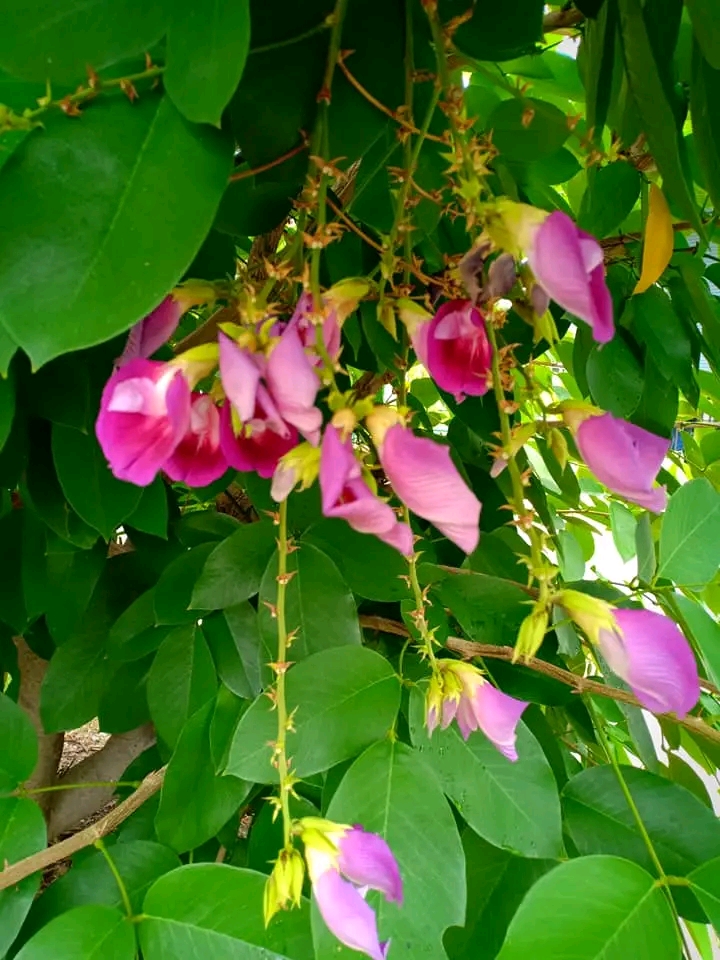 (1ต้น) ต้น สูง 40-50cm เพาะจากเมล็ด คลิทอเรีย อัญชันต้น ดอกช่อม่วง CLITORIA FAIRCHILDIANA อัญชัน / Navin