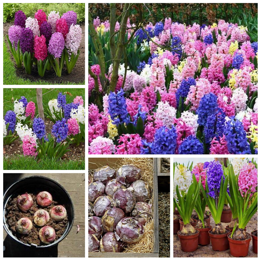 (จำหน่าย หัวพันธุ์) มี5สีให้เลือก ต้น ดอก สีไฮยาซิน hyacinth huawan