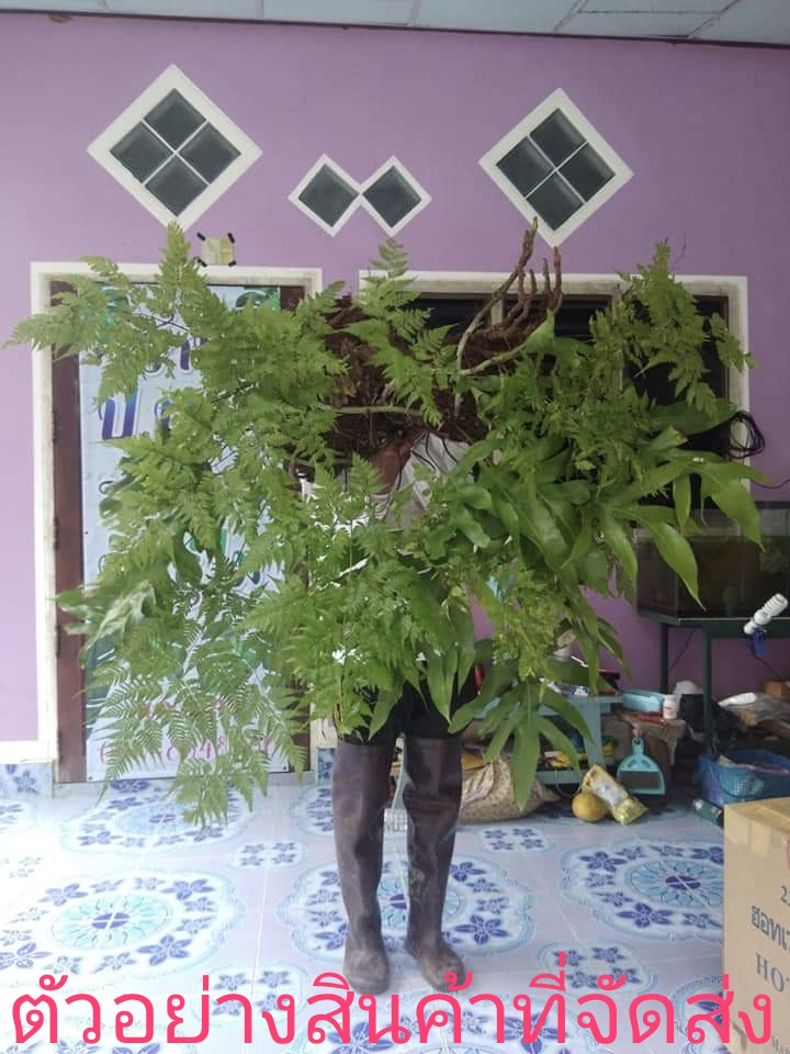 นาคราชติดฮาวาย (ขาย ต้นพันธุ์) ต้น นาคราช ติด เฟิร์น ฮาวาย Fern ป.ปลา