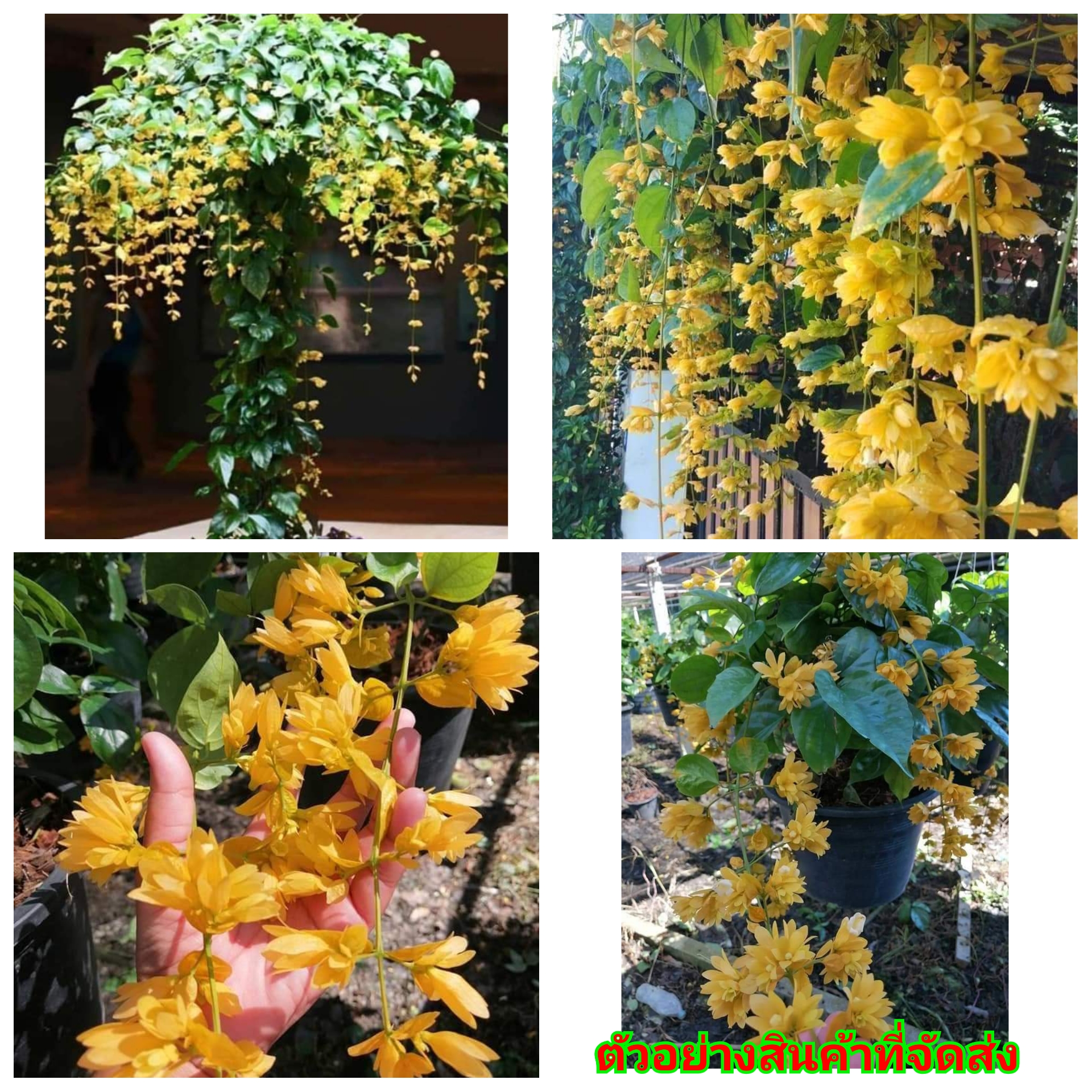 (ขาย ต้นพันธุ์) ต้น ดอก มาลัยทอง เป็นไม้เลื้อย มีดอกเป็นช่อพวงยาวสีเหลือง สวยงาม อุ๋มอิ๋ม