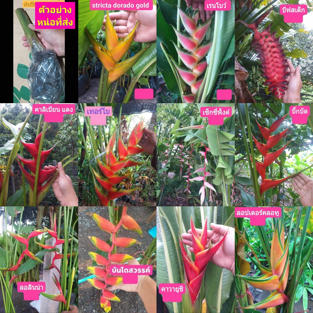 ต้น หน่อ เฮลิโคเนีย Heliconia เรนโบว์ rainbow แจ็คควินิไอ Jacquinii บีฟสเต็ก Beefsteak คาลิเบียน แดง Caribe red เทอร์โบ turbo เซ็กซี่พิ้งค์ Sexy pink บิ๊กบัด Big Bud รอลินเลียนา rauliniana บันไดสวรรค์ spp.& hybrid คาวายูชิ Kawauchi ลอปเตอร์คอลทู Lobster S
