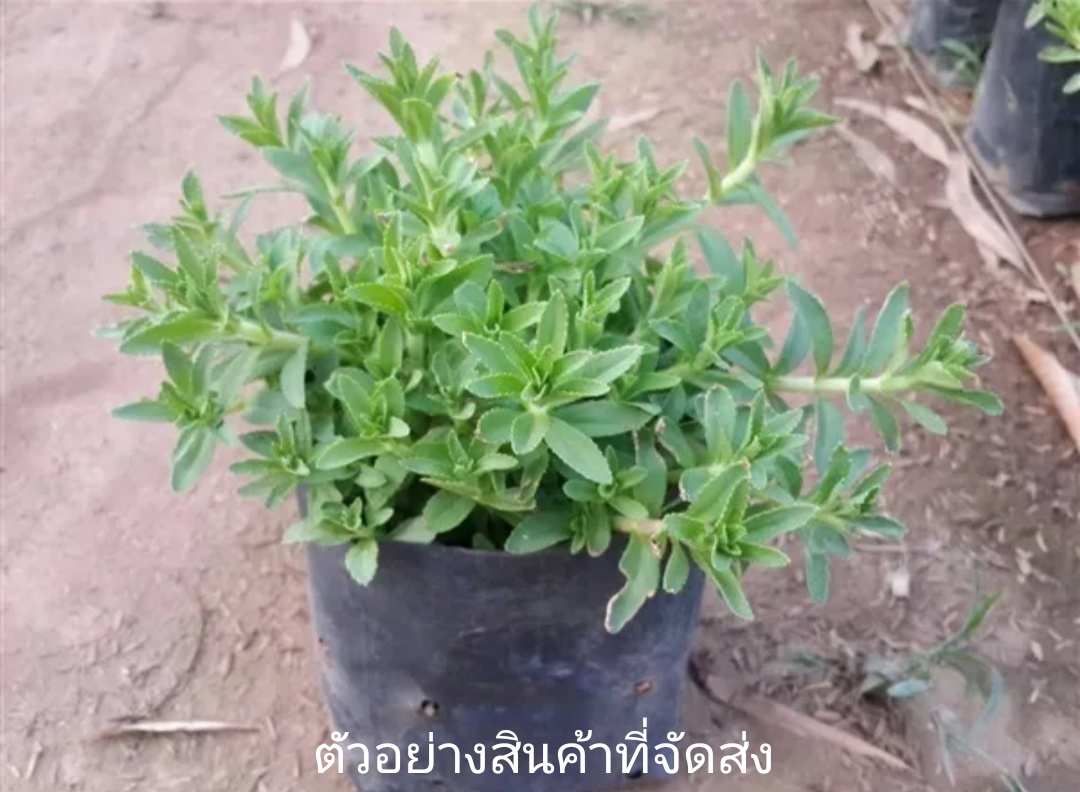 (5ถุงดำ)(ขาย ต้นพันธุ์) ต้น ผัก แขยงนา แขยง ผักแขยงนา ผักแขยง dan (ไล)