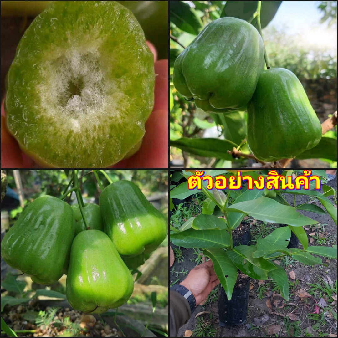 (2ต้น)ต้น ชมพู่เขียวหยก ต้นชมพู่เขียวหยก ชมพู่ เขียวหยก ต้นชมพู่ happy
