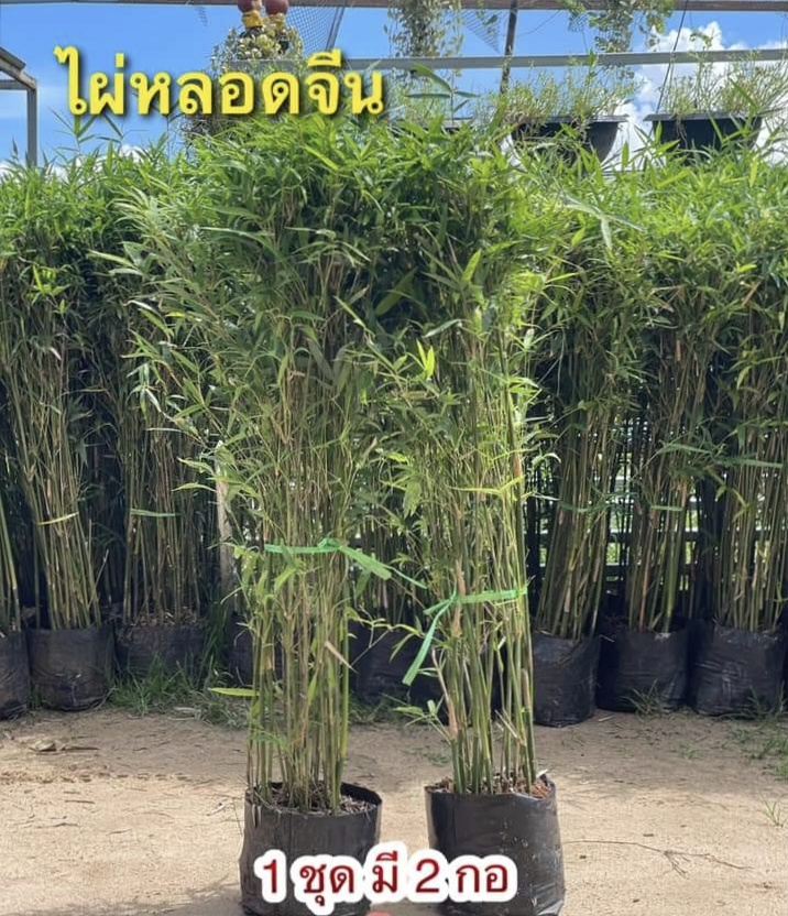 (2ถุงดำ)(ขาย ต้นพันธุ์) ต้น ไผ่หลอดจีน ต้นไผ่หลอดจีน ต้นไผ่หลอด จีน ไผ่หลอด ต้นไผ่ ไผ่ ไผ่หลอดดูด / สวนไผ่ทุกสายพันธุ์