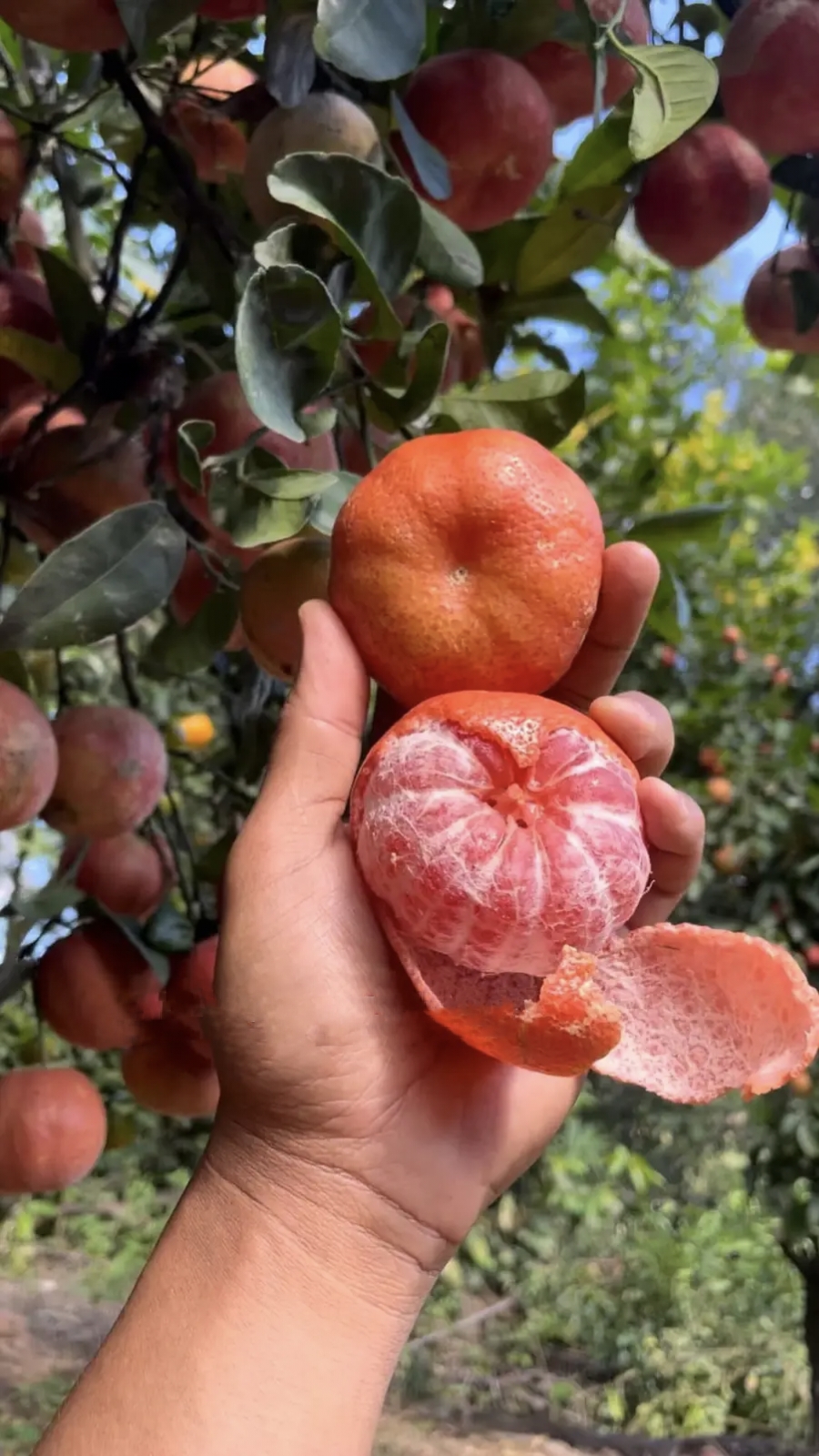 กิ่งตอน ส้มแดง ต้นส้มแดง Red sweet orange tree / tusip