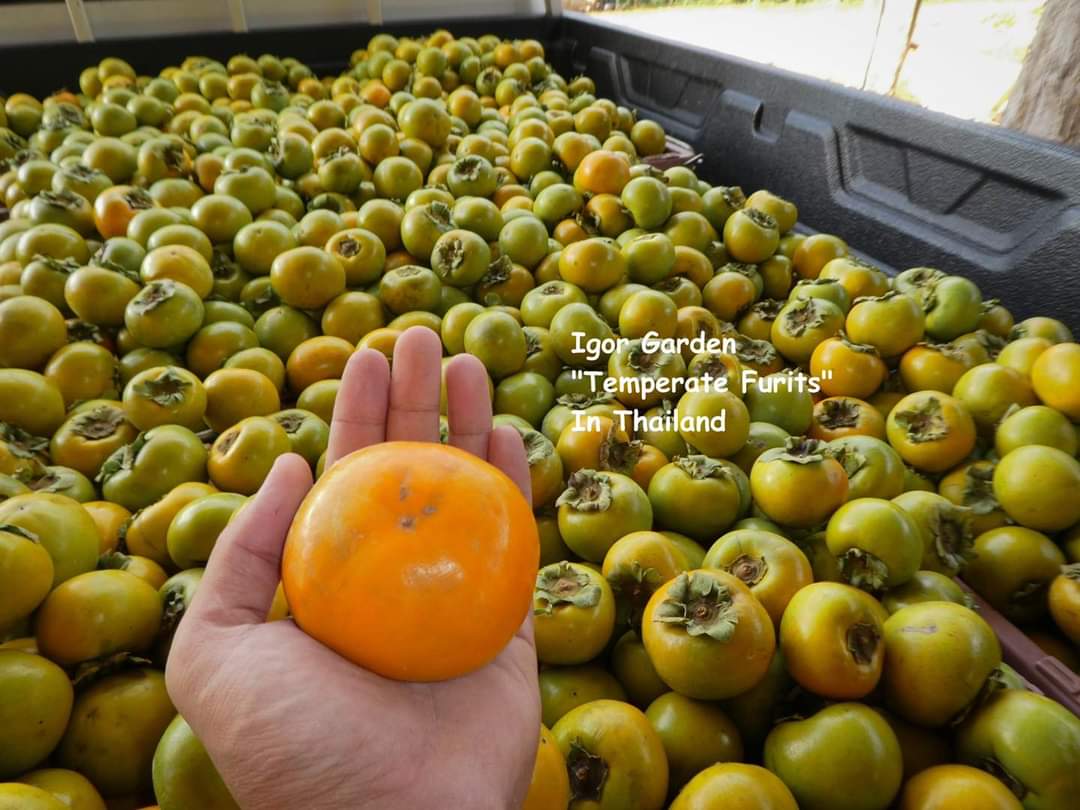 (1ต้น) ต้น พลับหวาน พันธุ์ ฟูยู่ ฟูยู ฟู่ยู่ Fuyu Persimmons plub ต้นพลับ ลูกพลับ พลับ หวาน พันธุ์แท้ 100% เสียบยอด / พิสุทธิ์