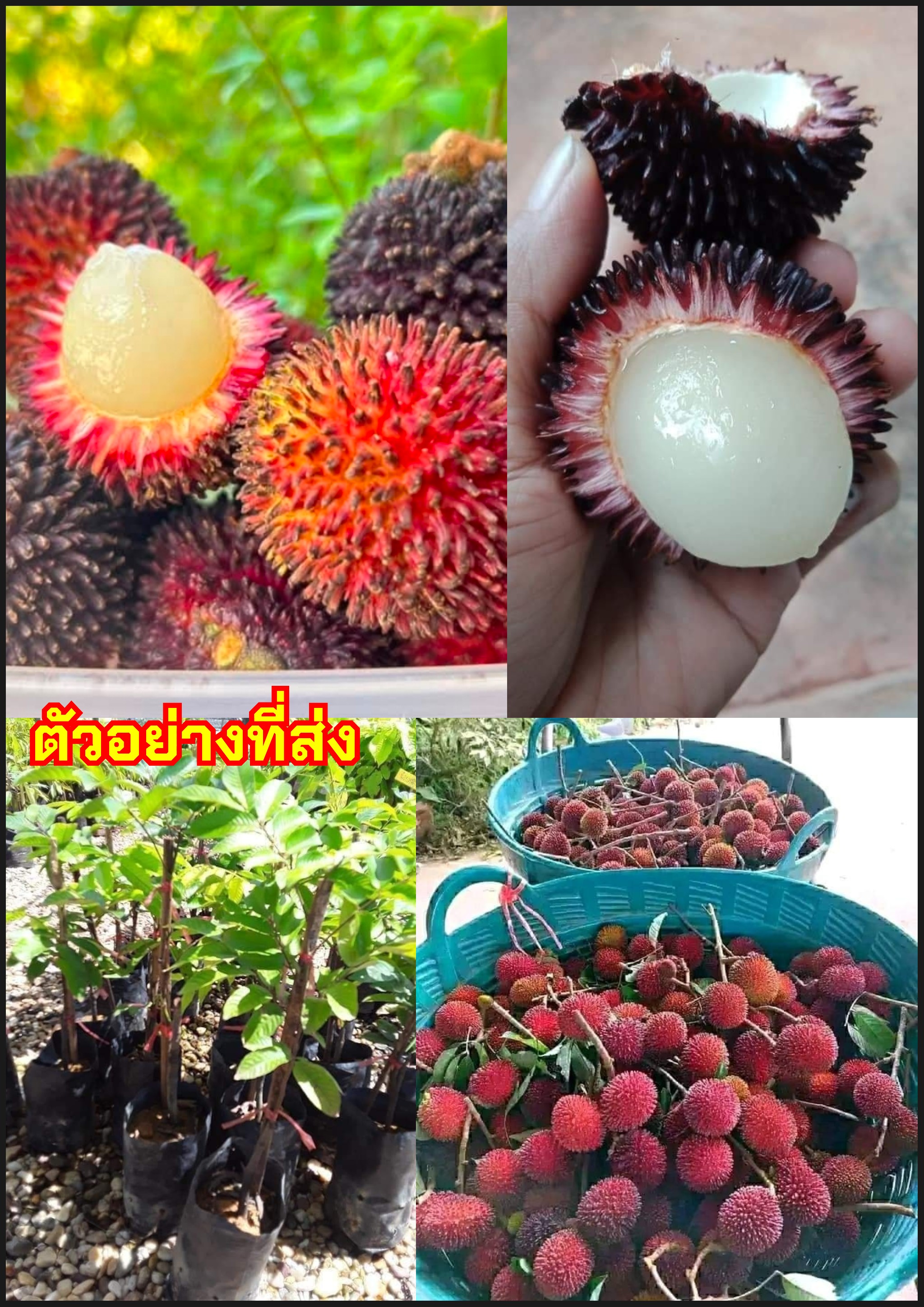 ต้นเงาะลิ้นจี่ ต้นเงาะปูลาซัน เงาะลิ้นจี่ เงาะปูลาซัน Pulasan Lychee Rambutan Fulasan rambutan according to some product listings / adinaw