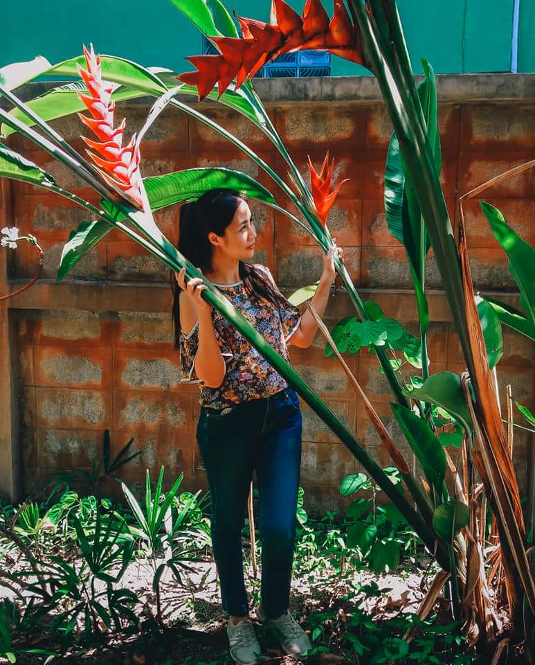 (1หน่อ)(ขาย หน่อพันธุ์) ดอก ต้น หน่อ เหง้า Heliconia Purpurea เฮลิโคเนีย เพอเพอเรีย / Nokair
