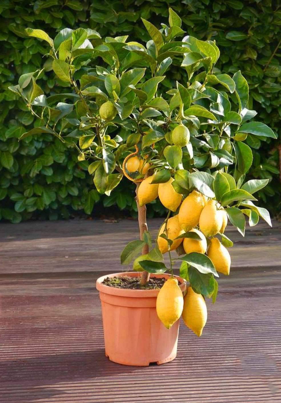 (2ต้น) ต้น มะนาวเลม่อน ยูเรก้า ต้นมะนาวยูเรก้า มะนาว ยูเรก้า Eureka Lemon มะนาว เลมอน ยูเรก้า / happy