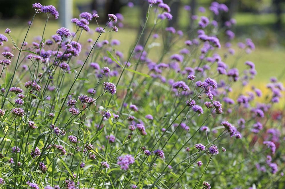 (10ต้น) เวอบีน่า ไฟเนสส์ Verbena Finesse ดอกลมหนาว เวอร์บีน่า ไฟเนส