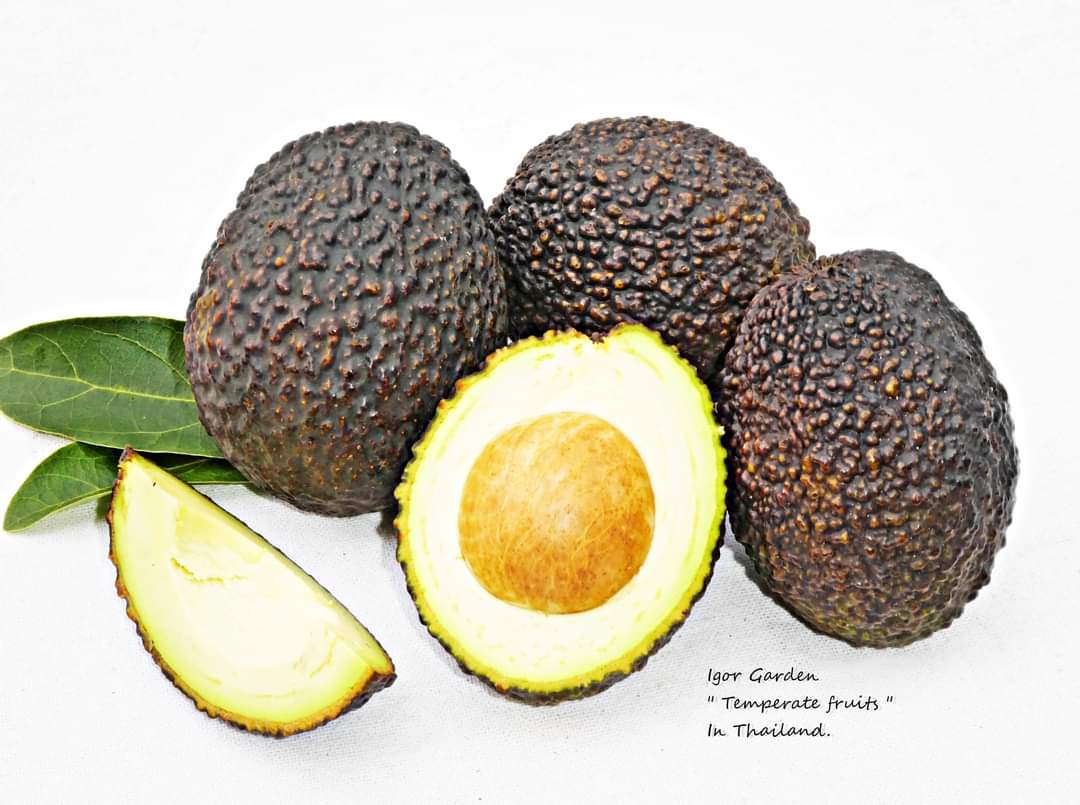(1ต้น) ต้น อะโวกาโด้ อะโวคาโด อะโวคาโด้ พันธุ์ แฮส Hass Avocado ต้นอะโวคาโด / พิสุทธิ์