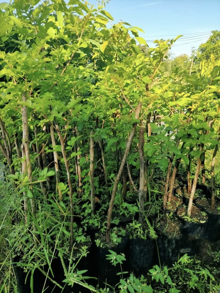 ต้น กิ่งตอน มะตูมซาอุ ต้นมะตูมซาอุ Brazilian Schinus terebinthifolia มะตูมแขก สะเดาบาห์เรน / tirawgnohp