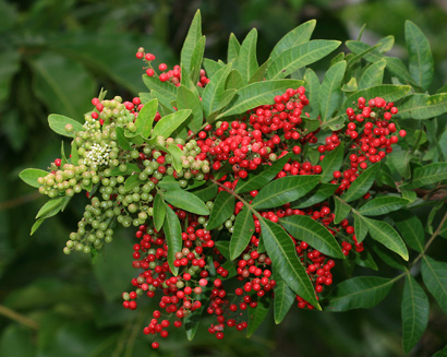 ต้น กิ่งตอน มะตูมซาอุ ต้นมะตูมซาอุ Brazilian Schinus terebinthifolia มะตูมแขก สะเดาบาห์เรน / tirawgnohp