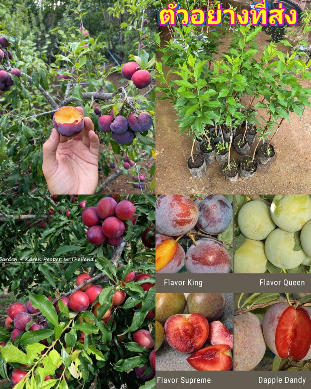 (1ต้น) ต้น ลูกพลัม ต้นลูกพลัม Plum Flavor king Queen Supreme Dapple Dandy เสียบยอด ลูกใหญ่ ไซต์จัมโบ้ / Pisut