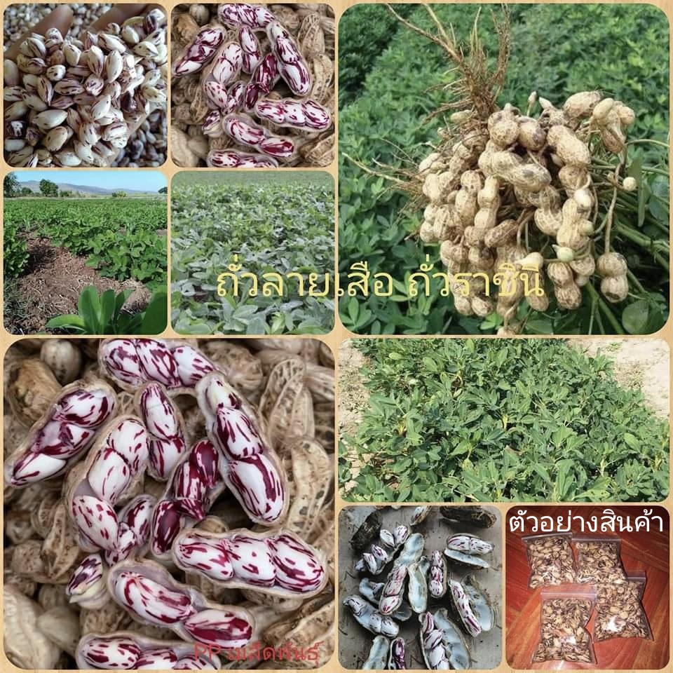 (ขาย เมล็ด พันธุ์ ) ต้น เมล็ด ถั่วลายเสือ ถั่วราชินี สวนเมล็ดพันธุ์หอมแบ่ง