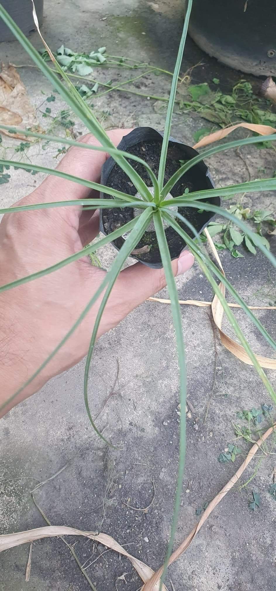 (2ต้น) ต้น แส้ม้าใบฟ้า ต้นแส้ม้าใบฟ้า ต้นแส้ม้า ใบฟ้า beaucarnea gracilis พิชิต