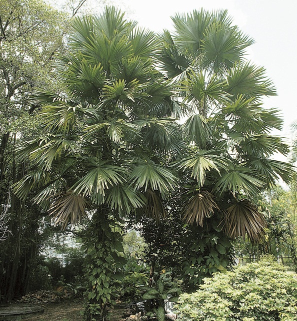 ต้นปาล์มยะวา ต้นปาล์มยะวา Livistona rotundifolia ปาล์มชวา Anahaw Palm Footstool Palm Round-leaf Fan Palm / tihcip