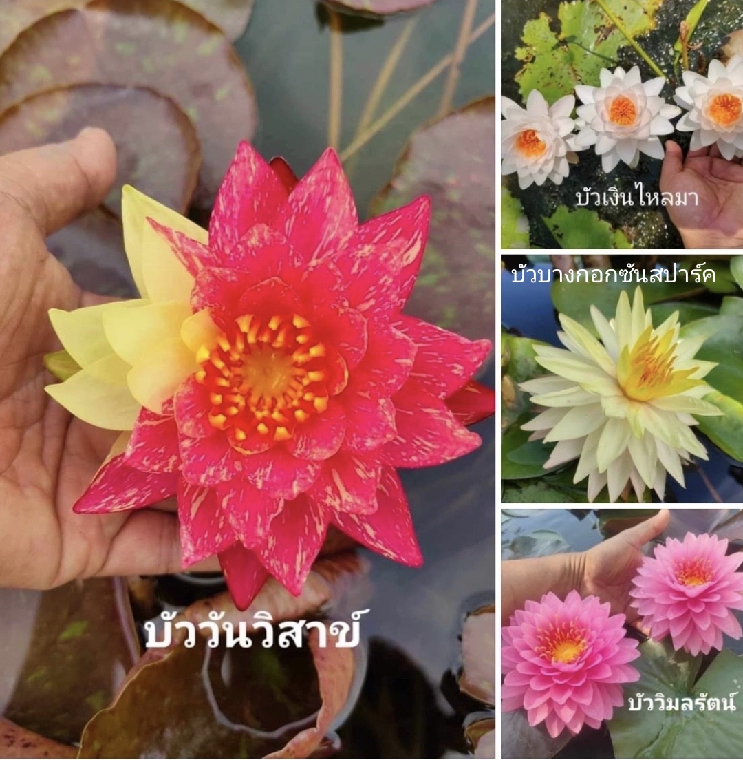 (เซต4ต้น4สี) ต้น บัววันวิสาข์ หรือ บัว 2สี บัวเงินไหลมา บัวบางกอกซันสปาร์ค บัววิมลรัตน์ บัวใบด่างสีเหลือง บัวใบด่างสีชมพู บัวเยลโล่ มอนสเตอร์ บัวบางกอกซันสปาร์ค บัวโคโลราต้า ฟ้า ชมพู ขาว บัวจักรพงษ์ บัวพุทธรักษา บัวมัลลิกา บัวดาวประดับฟ้า Lotus tree / Cha