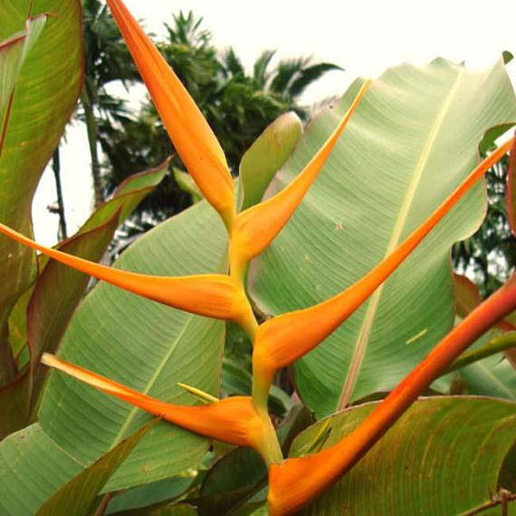 (1หน่อ)(ขาย หน่อพันธุ์) ดอก ต้น หน่อ เหง้า Heliconia latispatha Orange gyro ลาทีสพาธ่า ออเร้นท์ ไจโร heliconia เฮลิโคเนีย Nokair