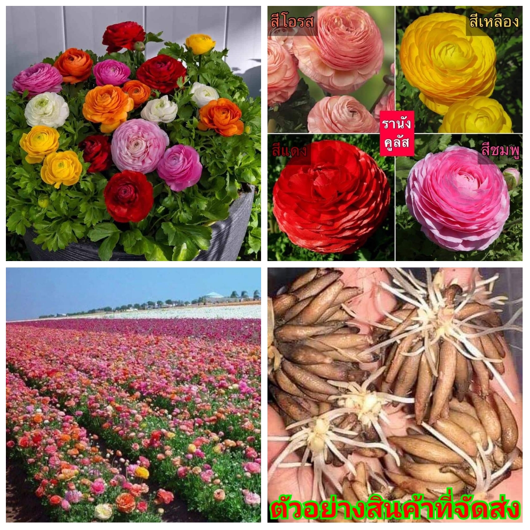 (ขาย หัวพันธุ์) ดอก ต้น หัว เหง้า Ranunculus flowers ดอกรานังคูลัส รานังคูลัส ว่านมงคลดีหายาก