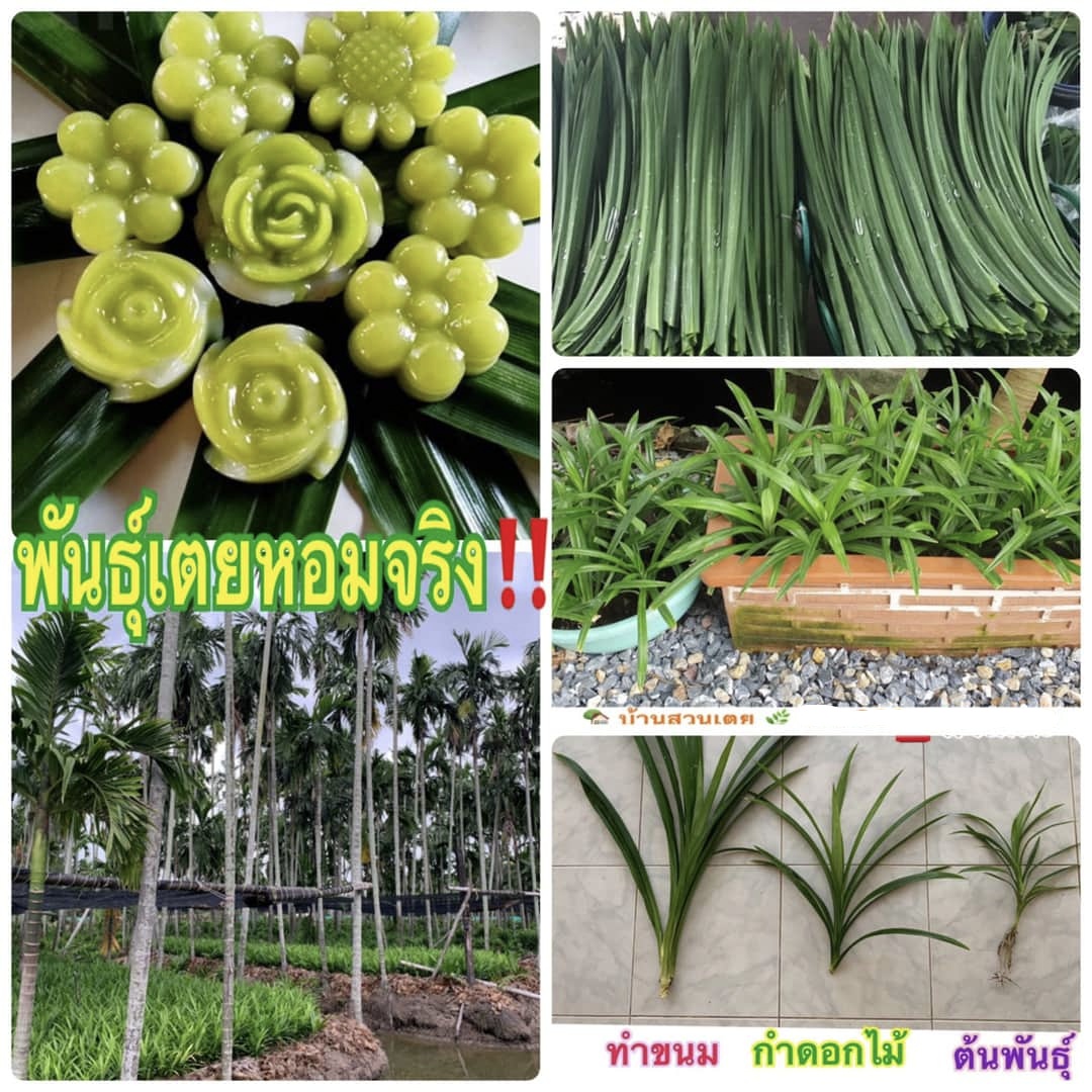 ต้นพันธุ์เตยหอมแท้ ต้นสด รากยาว ปลูกไว้กินไว้ทำขนม ปลูกประดับได้หมด ปลูกง่าย ตายยาก รอดทุกต้น บ้านสวนเตย ใบเตย ใบเตยหอม