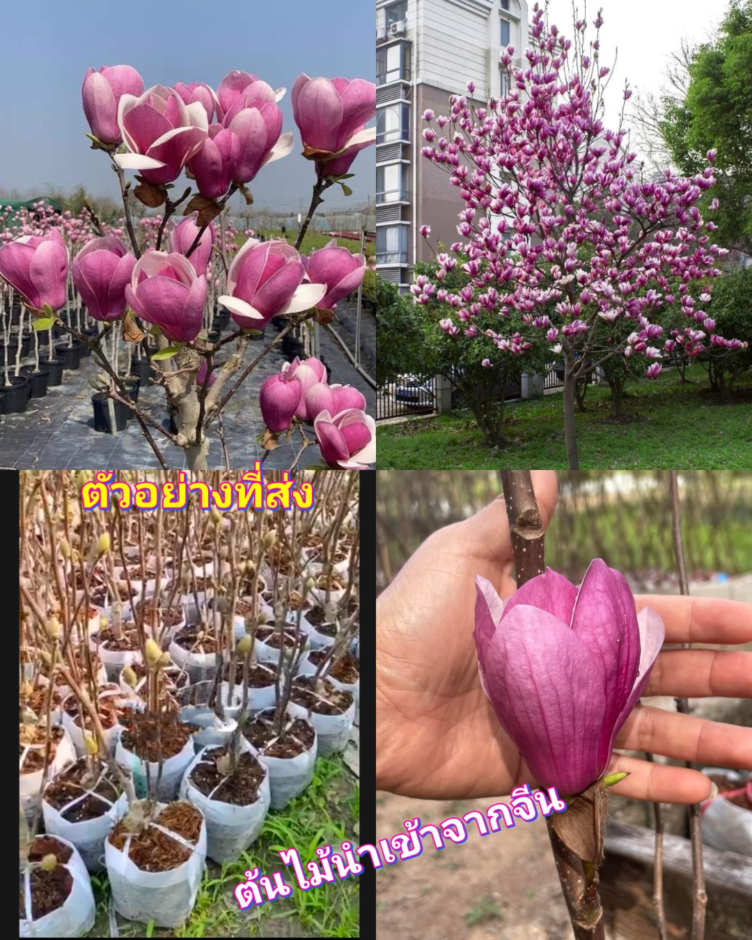 (1ต้น) สูง40-70cm ติดดอกแล้ว ต้น แมกโนเลีย ต้นแมกโนเลีย สีม่วง Magnolia / saranrak