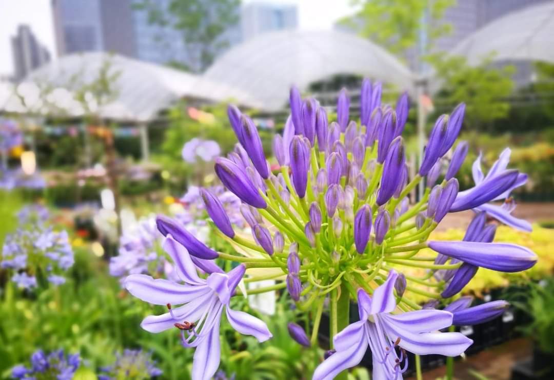 (1ต้น) ต้น อะกาแพนทัส ต้นอะกาแพนทัส Agapanthus Blue African lily Lily of nile / ศรัญลักษณ์