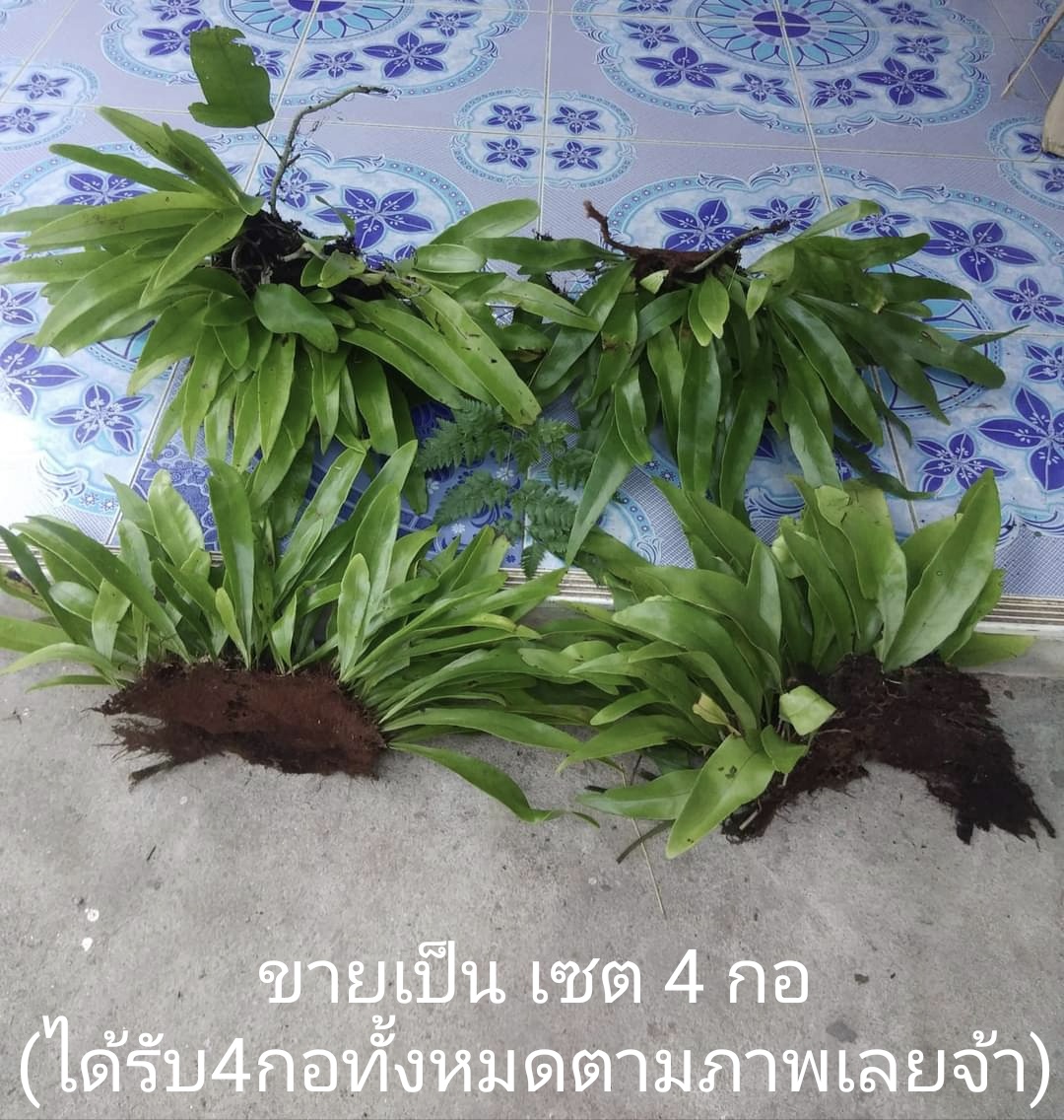 (ขาย ต้นพันธุ์) ต้น ปีกนก ต้นปีกนก เฟิร์น fern ป.ปลา