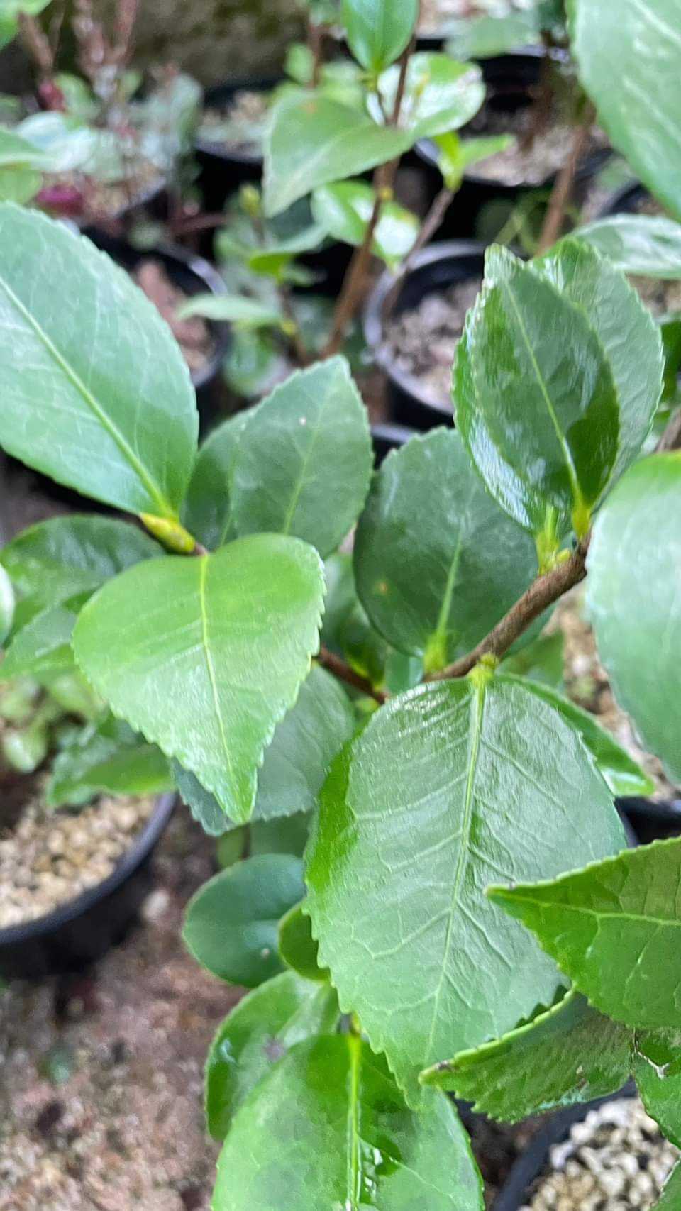 (1ต้น) คามีเลีย (ลุ้นสีดอก) คามิเลีย ต้นคามีเลีย ต้นคามิเลีย Camellia flower สำเนา