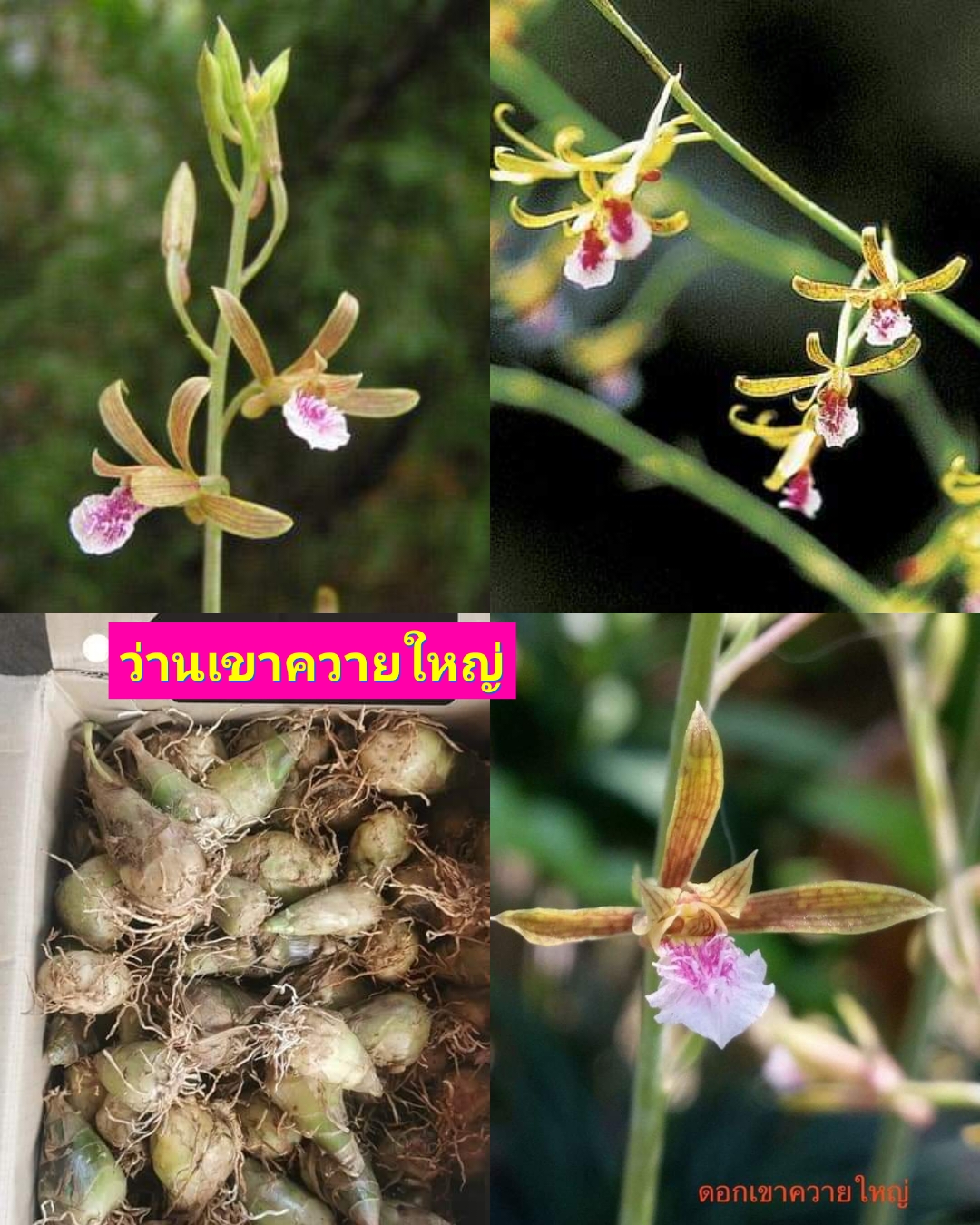 รวม 32 รายการให้เลือก ว่านสบู่เลือด ดอกทองโยนี ขาวเพิศสมร ว่านห้าร้อยนาง ว่านสาริกาลิ้นทอง ว่านช้างผสมโขลง ว่านเขาควายใหญ่ ว่านสามพันตึง ว่านกระแจะจันทร์ ว่านนางพญาห้าร้อย ว่านเพชรหลีก ว่านมรกต ว่านขอทองแก้ ว่านจักรพรรดิ ว่านม้าฮ้อมัง ว่านเฒ่าหนังแห้ง ว่า