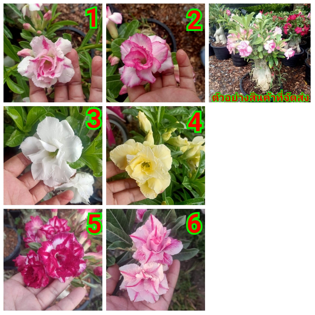 (ขาย ต้นพันธุ์) ดอก ต้น ชวนชม ต้นชวนชม Azalea fadel