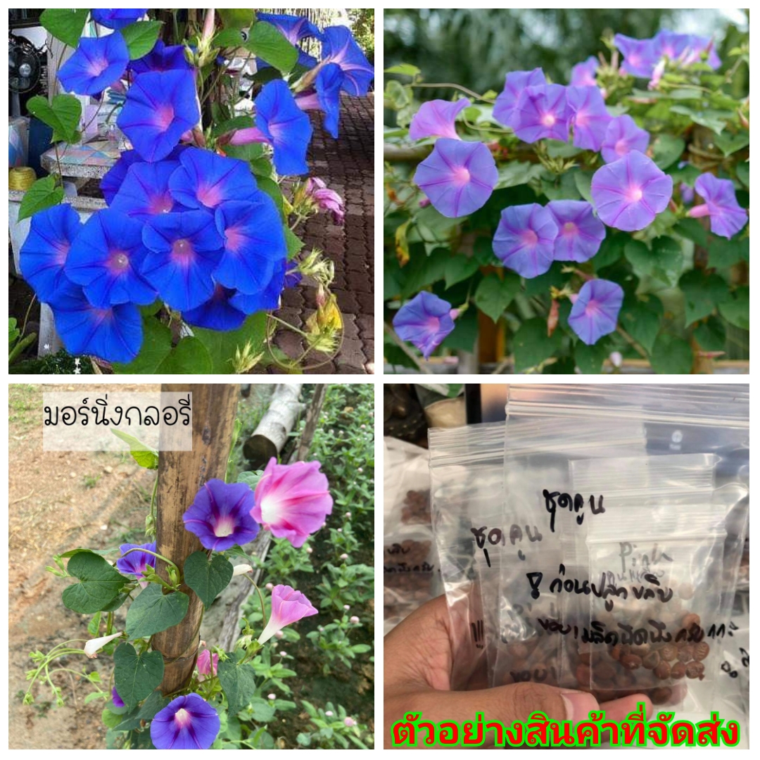 (ขาย เมล็ด ) ต้น ดอก เมล็ด ผักบุ้งฝรั่ง Morning glory มอร์นิ่ง กลอรี่ สีม่วง ม่วง