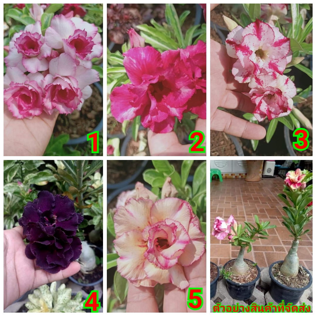 (ขาย ต้นพันธุ์) มีสีให้เลือก ดอก ต้น ชวนชม กุหลาบทะเลทราย ( Desert Rose ) Adenium fadel