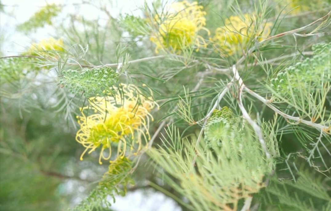 รบกวน สั่งซื้อ ผ่านไลน์ เท่านั้น (1ต้น) สูง 250cm ต้น สนเกรวิลเลีย Grevillea Bush Lemons yellow กรีวิเลีย บุช เลมอน ดอก สีเหลือง Sakphong