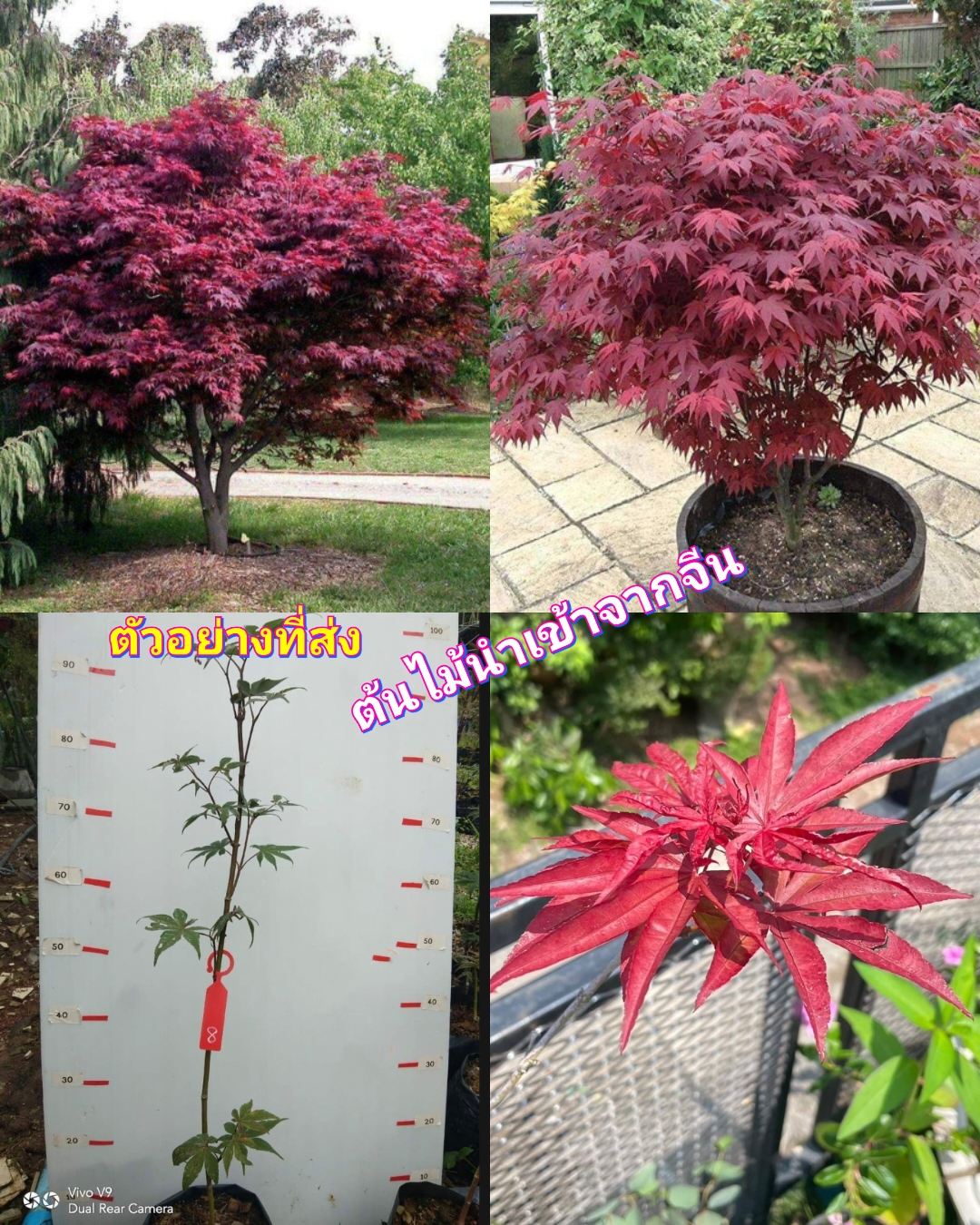 (1ต้น) ต้น เมเปิ้ลแดงจีน ต้นเมเปิ้ล สีแดง จีน Chinese red maple tree Acer palmatum Atropurpureum - Purple Japanese maple