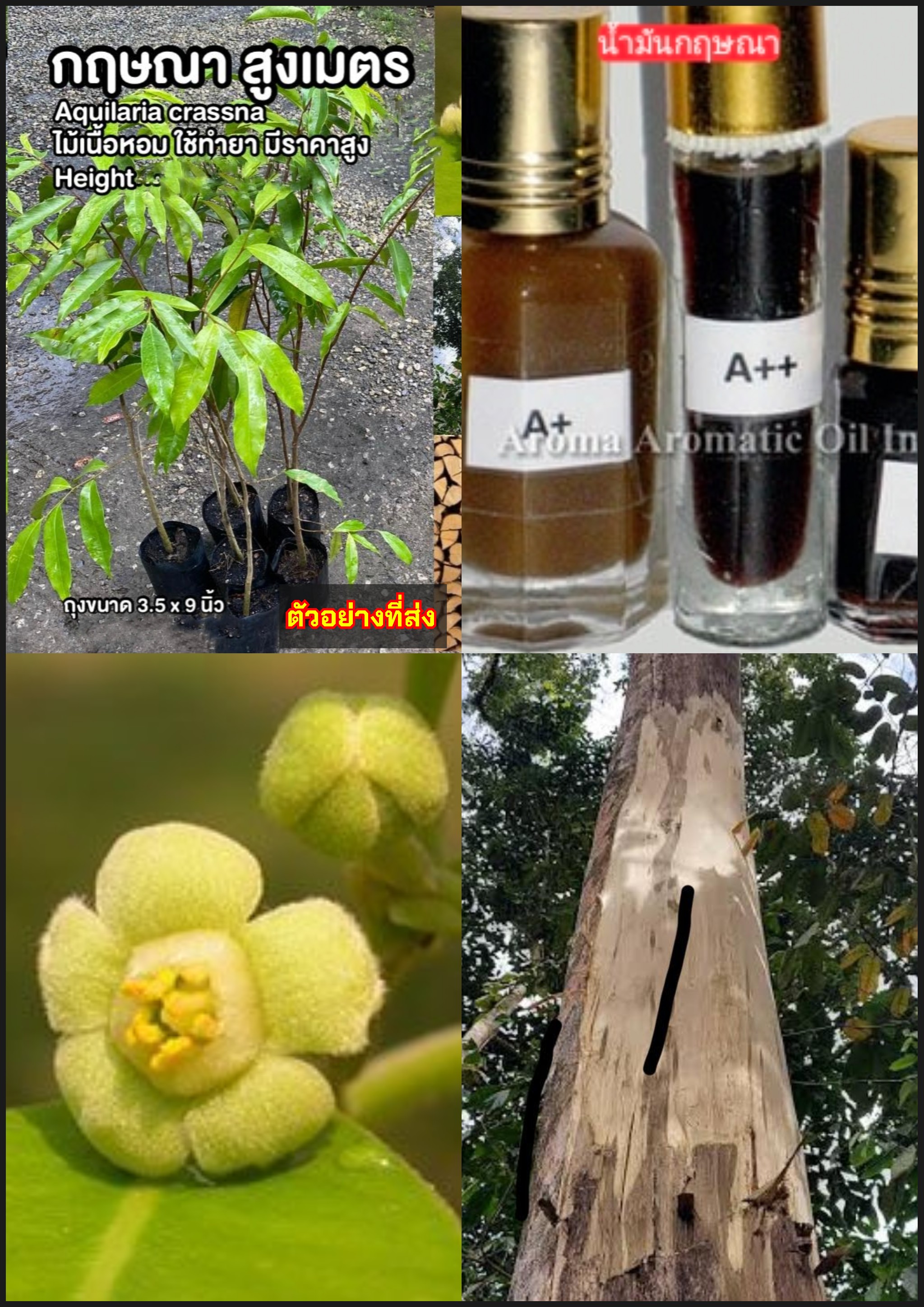 ต้นกฤษณา กฤษณา ไม้กฤษณา Eagle Wood Aquilaria crassna Pierre ex Lec / eertnom