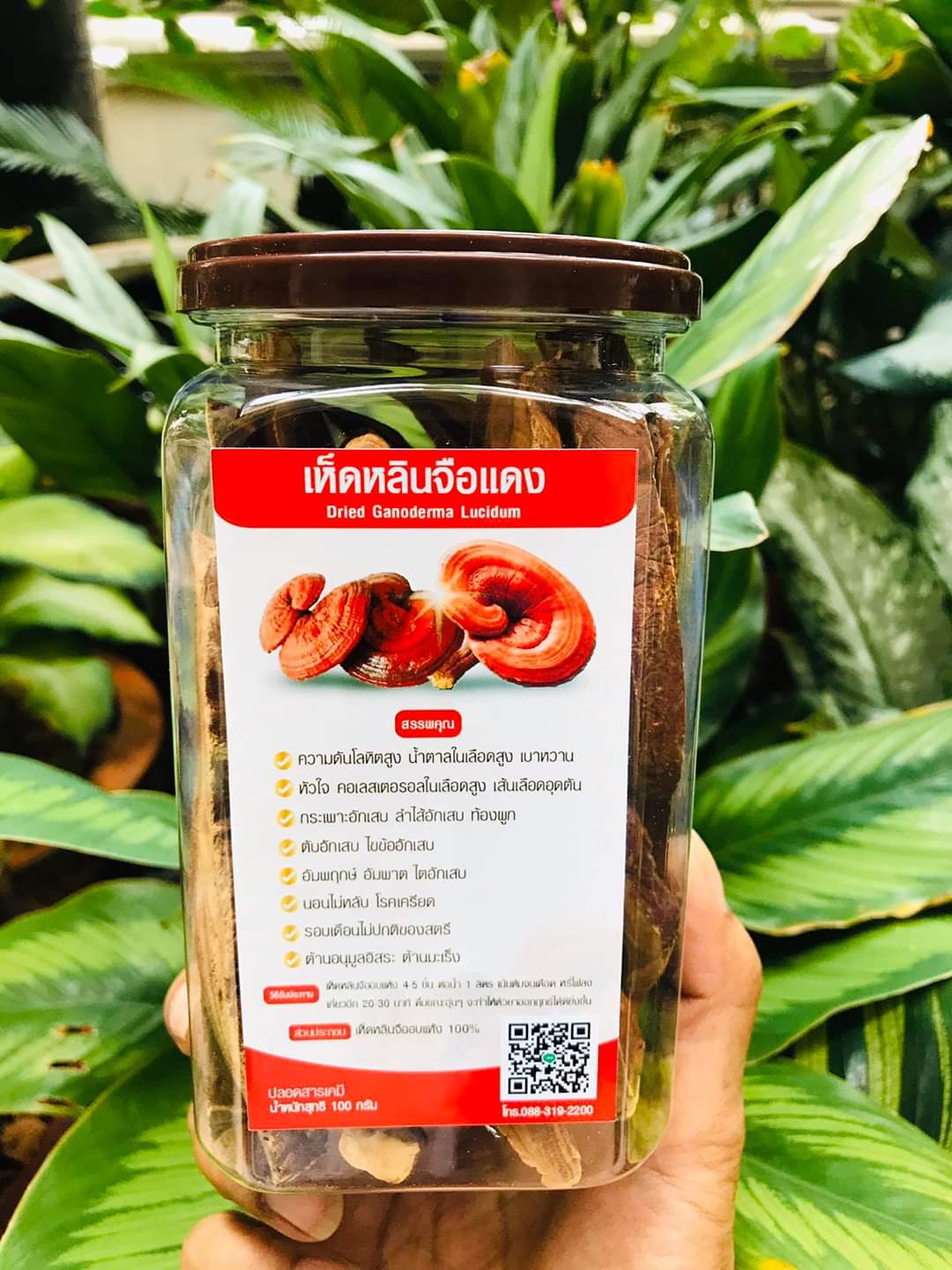 รวม มี3 รายการ ชามะระขี้นกป่า & ชาเห็ดหลินจือ & สมุนไพร ชาใบขลู่