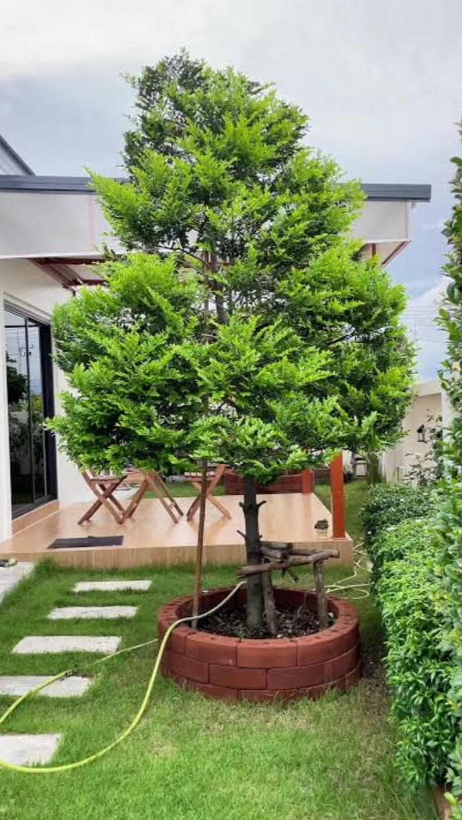 สูง 60cm ต้นล่ำซำ ต้นหูหนู หรือ ต้นสั่งทำ Black Ebony tree / iamnahpahcin
