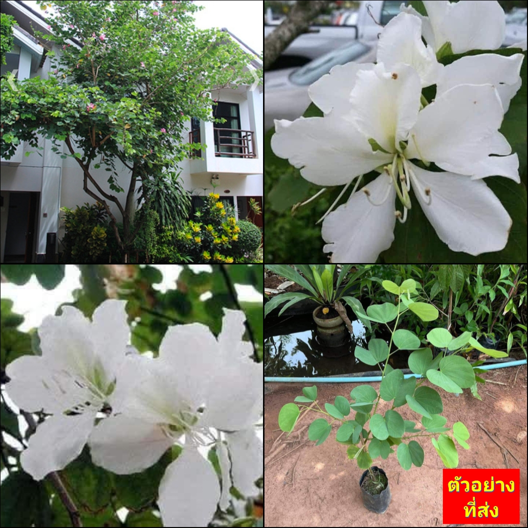 (1ต้น) ต้น ชงโคขาว ต้นชงโคขาว ชงโค ต้นชงโค สีขาว eedwattan/ t nivan