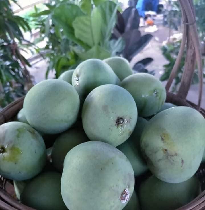 ต้นมะม่วงตลับนาคใบด่าง ต้นมะม่วงตลับนาค ต้นมะม่วง ใบด่าง ทาบกิ่ง Mango tree with variegated leaves / apahcin