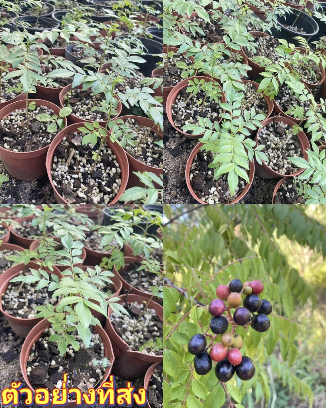 (3ต้น) (กระถาง4นิ้ว) เคอรี่ลีฟ Curry leaves ต้นกระหรี่ ใบหอมแขก หรือ ใบแกง ต้นเคอรี่ลีฟ