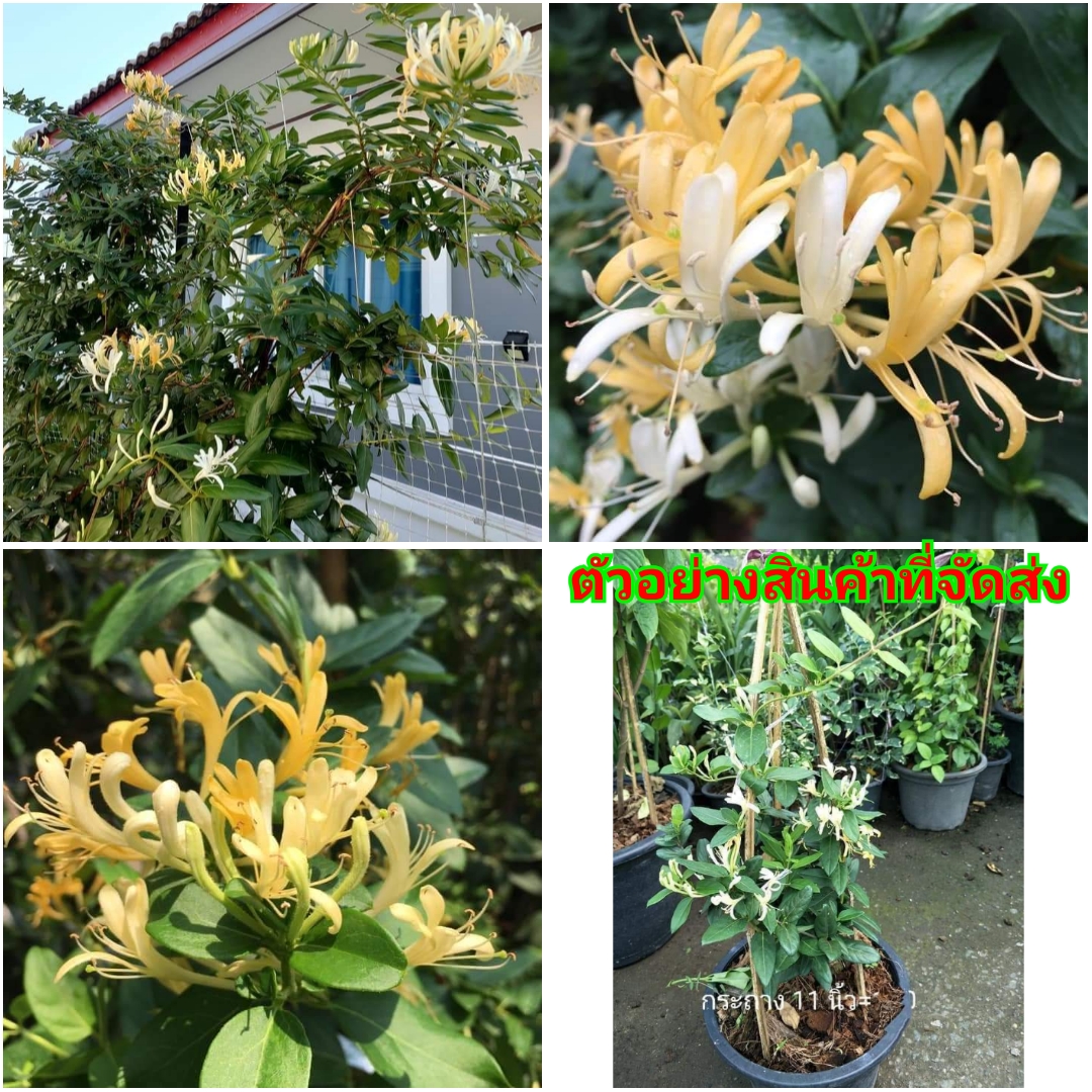 (ขาย ต้นพันธุ์) ติดดอกแล้ว ต้น สูง 30-35cm ต้นสายน้ำผึ้ง สายน้ำผึ้ง พุด ต้นพุด fadel