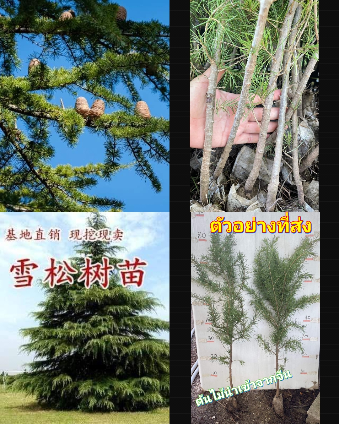 (1ต้น) ต้น สนซีดาร์ ต้นสนซีดาร์ Cedrus deodara Roxb.) G. Don / ศรัณย์รักษ์