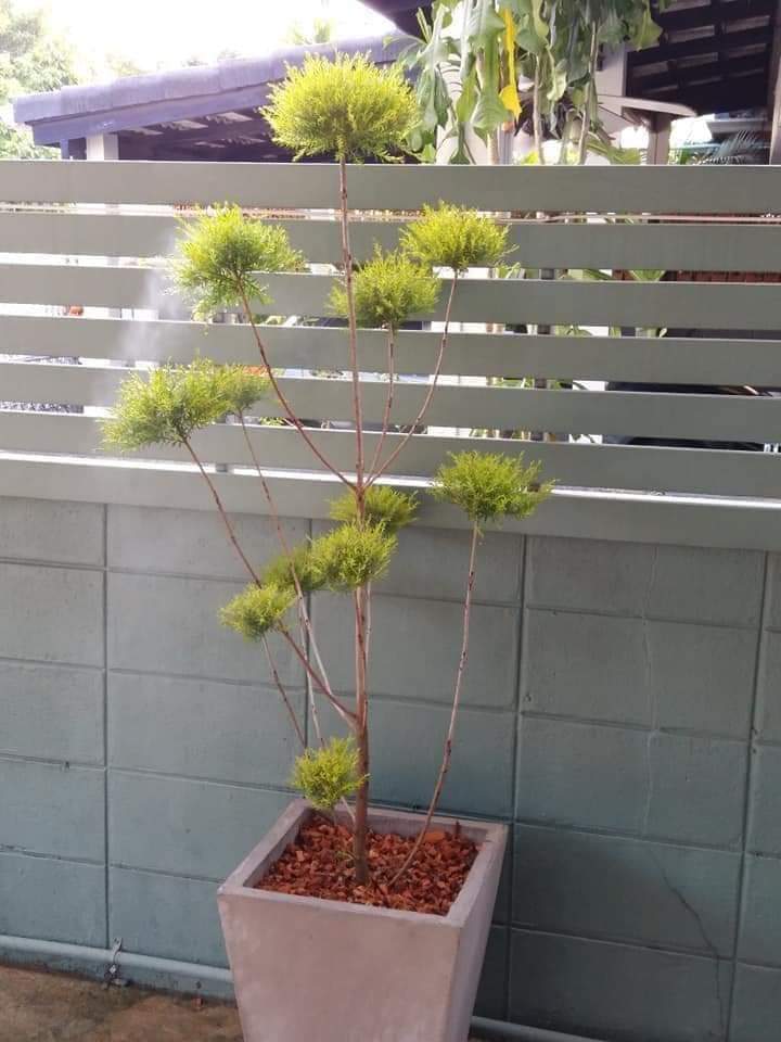 (ขาย ต้นพันธุ์) ต้น ต้นหลิวทองพุ่ม หลิวทองพุ่ม fadel
