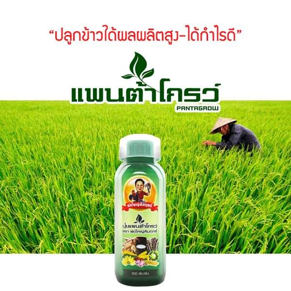แพนต้าโกรว์ pantagrow ตรา พ่อใหญ่สัมฤทธิ์ โตไวลดต้นทุน
