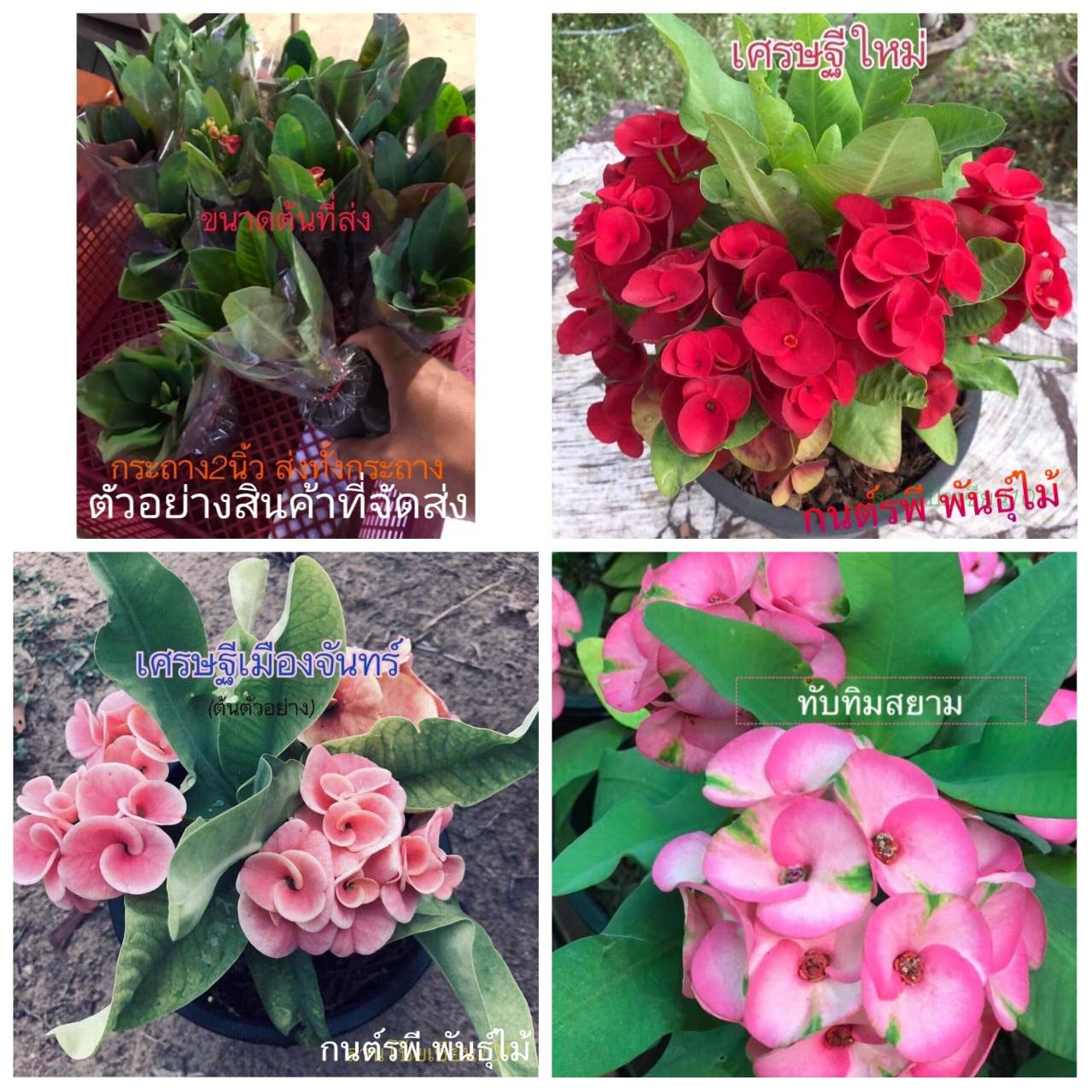 (ขาย กิ่งพันธุ์) มี29สีดอกให้เลือก กิ่ง ต้น ดอก แบ่งขาย กิ่งชำ โป๊ยเซียน Poi Sian flowers เบนซ์